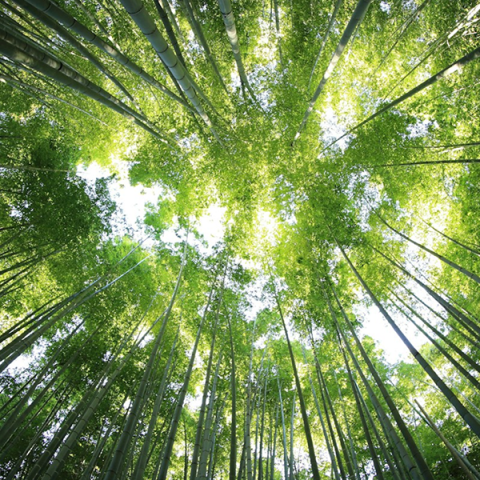 Nghỉ Dưỡng Như Một Hành Trình Nội Tâm – Khi Foresta Trở Thành Nơi Lắng Nghe Chính Mình