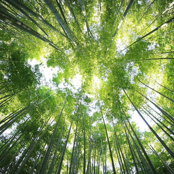 Nghỉ Dưỡng Như Một Hành Trình Nội Tâm – Khi Foresta Trở Thành Nơi Lắng Nghe Chính Mình