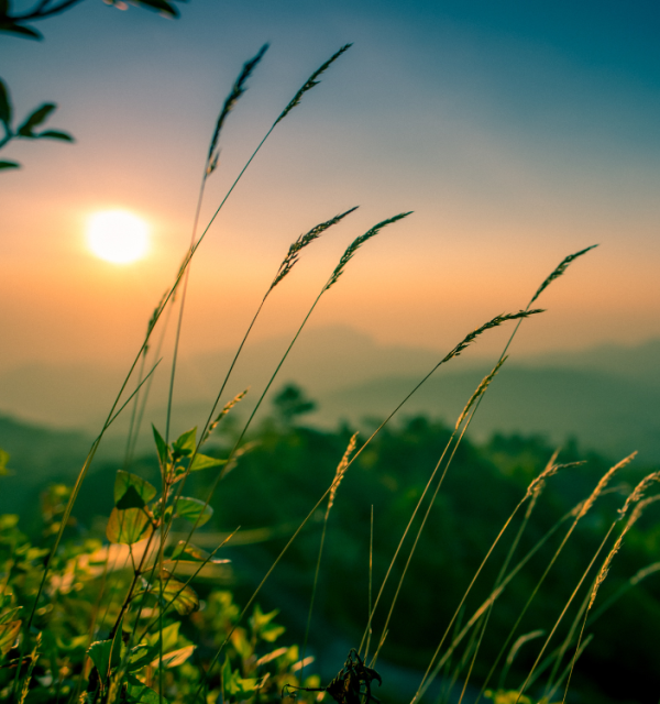 Foresta là hệ sinh thái nghỉ dưỡng – dược liệu – trải nghiệm thiên nhiên, mang đến không gian an trú và chữa lành giữa rừng xanh.