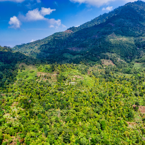 Tinh Dầu Foresta – Essential Oil Blend