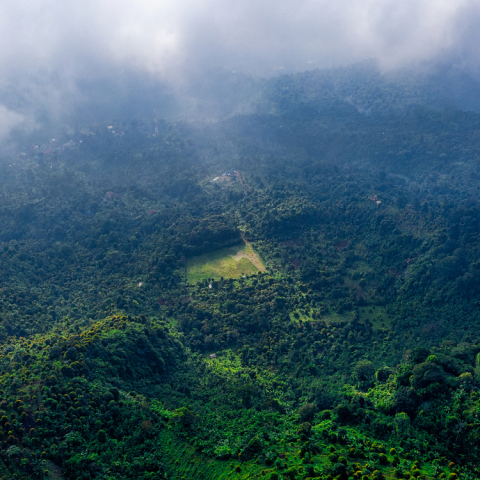 Tinh Dầu Foresta – Essential Oil Blend