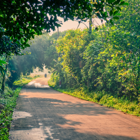 Dầu Massage Foresta – Body Therapy Oil