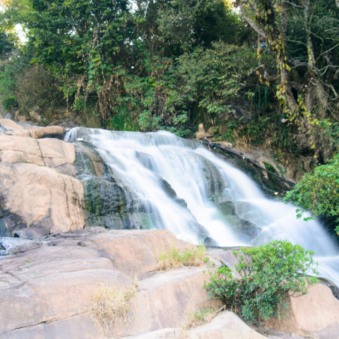 Trà Dược Liệu Foresta – Botanical Wellness Tea