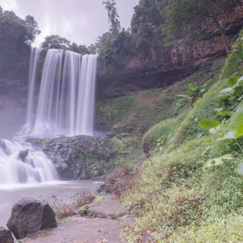 Dầu Massage Foresta – Body Therapy Oil