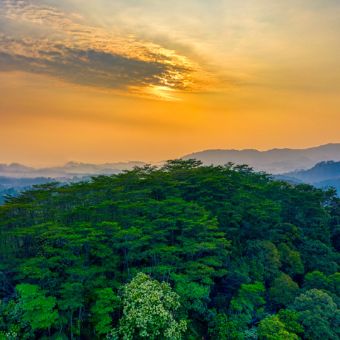 Tinh Dầu Foresta – Essential Oil Blend