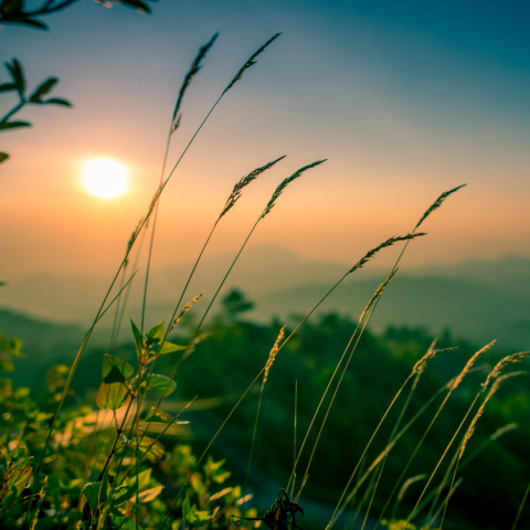 Thảo Mộc Detox – Wellness Herbal Blend