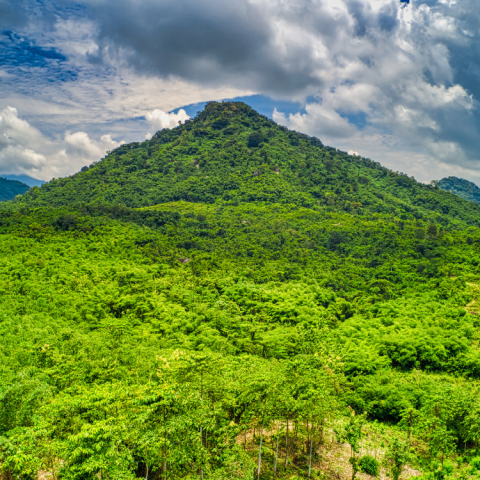 Trà Dược Liệu Foresta – Botanical Wellness Tea